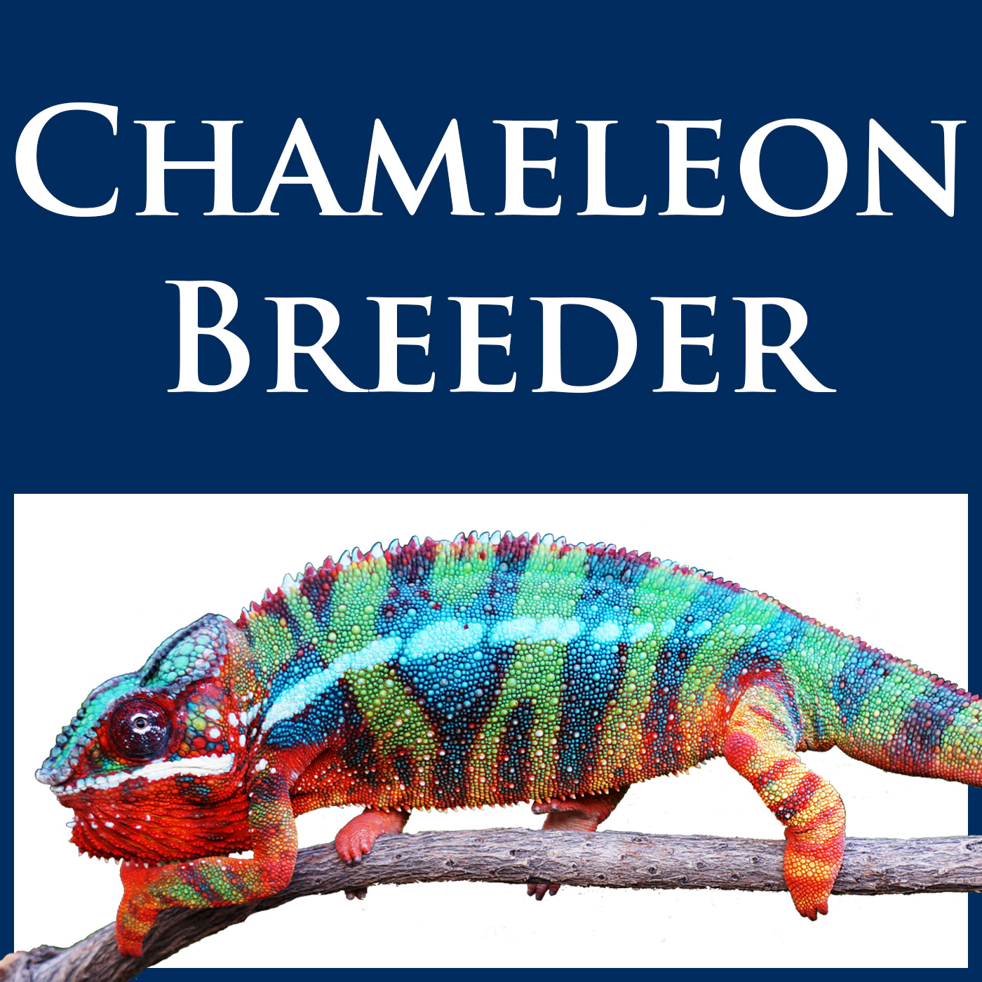 Carpet Chameleon Female Reptiles And Amphibians Colorful Lizards Amphibians