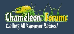 Chameleon-Forums-Kammer-babies-300