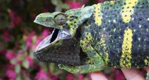 Stressed Meller's Chameleon