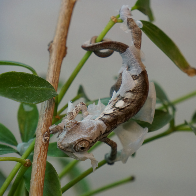 Chameleon Shedding