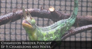 Chameleons and water