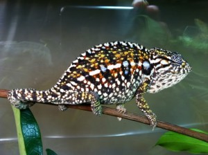 Carpet Chameleon Gravid