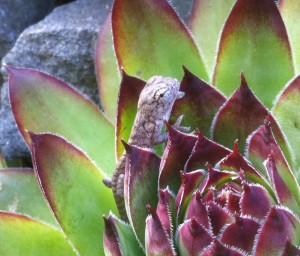 Carpet Chameleon Baby