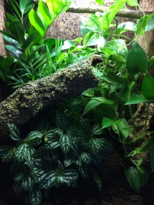 Carpet Chameleon Naturalistic Vivarium