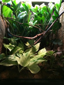 Carpet Chameleon Vivarium