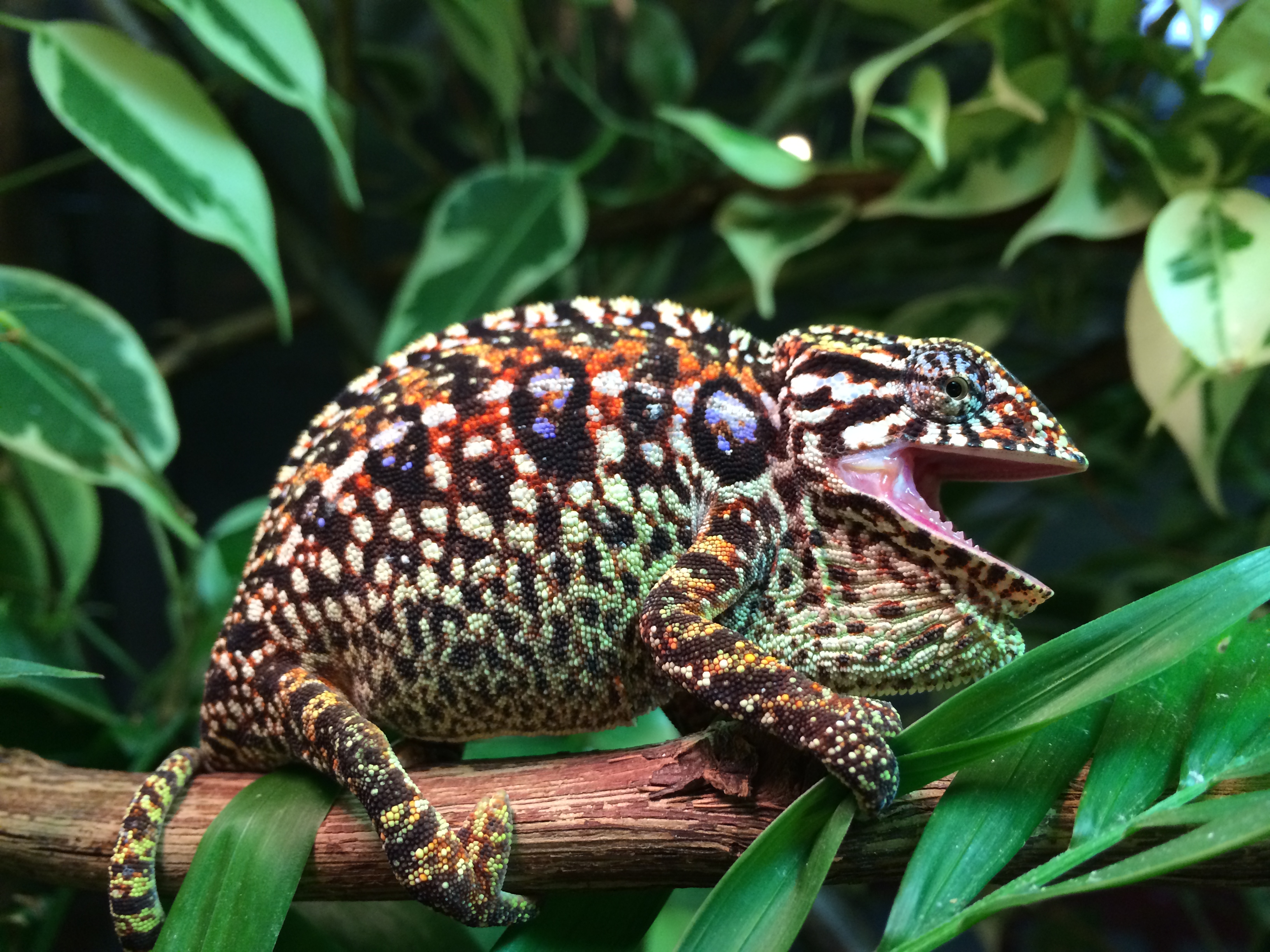 Carpet Chameleons With Kevin Stanford