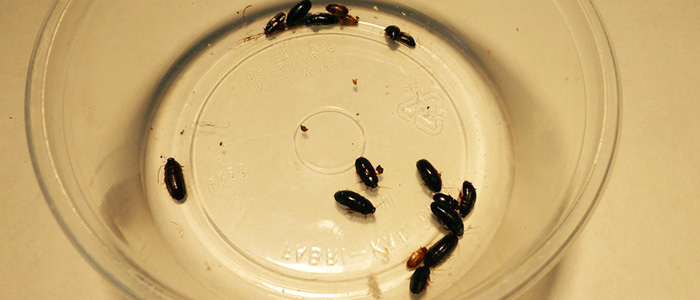 Kenyan Roach (Paraplecta parva)