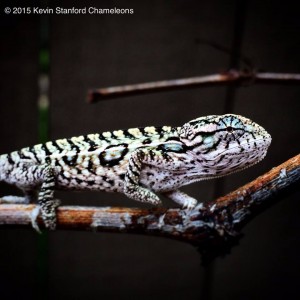 Carpet Chameleon male