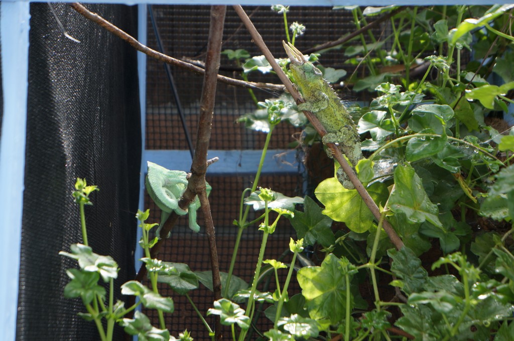 Jackson's chameleon in an outdoor cage