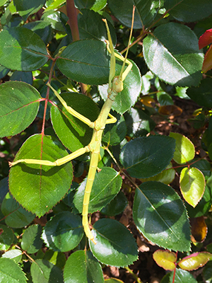 Diapherodes gigantea, Green Bean Insect, juvenile