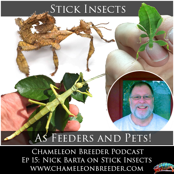 Stick Insect Podcast