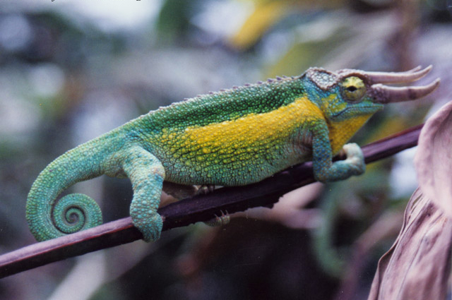 Jackson's Chameleon male jacksonii