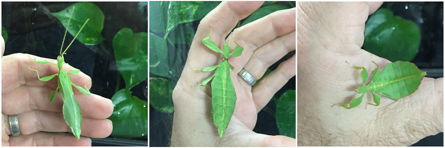 Leaf Insect