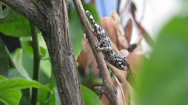 Jackson's Chameleon baby xantholophus