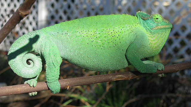 Jackson's Chameleon female xantholophus