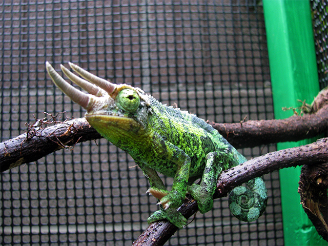 Jackson's Chameleon male xantholophus