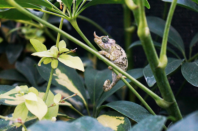 Jackson's Chameleon female merumontanus