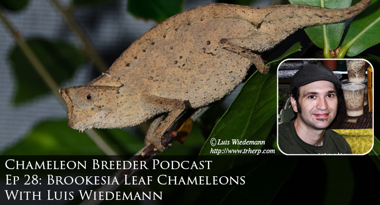 Brookesia supercilliaris chameleon