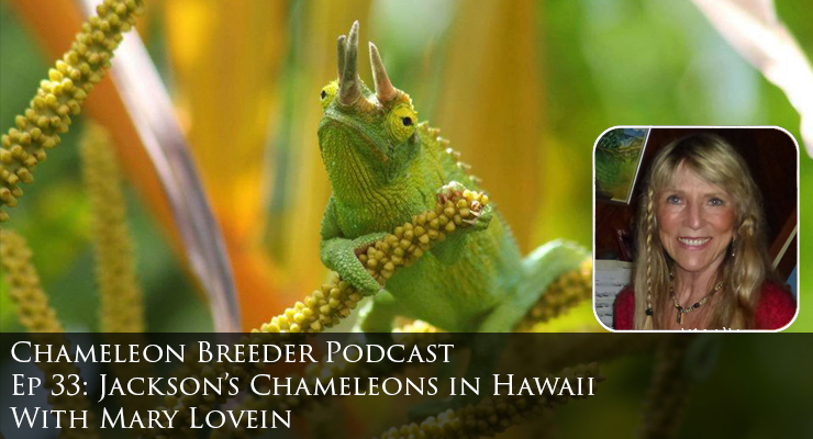 Jackson's Chameleons in Hawaii