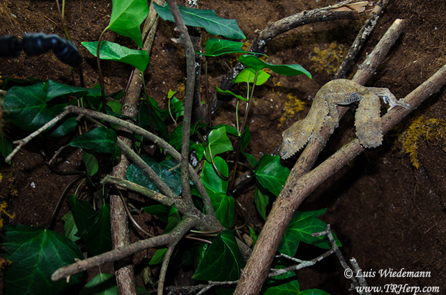 Uroplatus in Dragon Strand cages