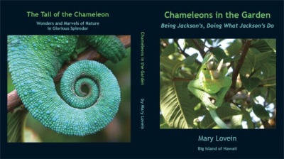 Chameleons in the garden