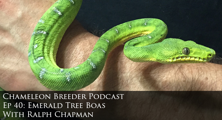 Emerald Tree Boa