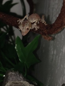 Uroplatus phantasticus