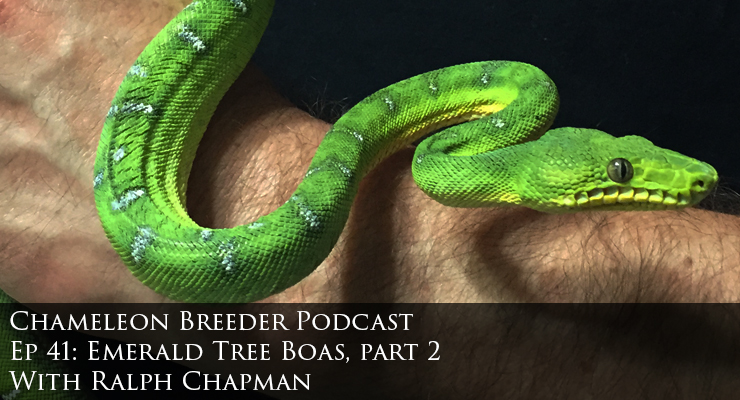 Emerald Tree Boa