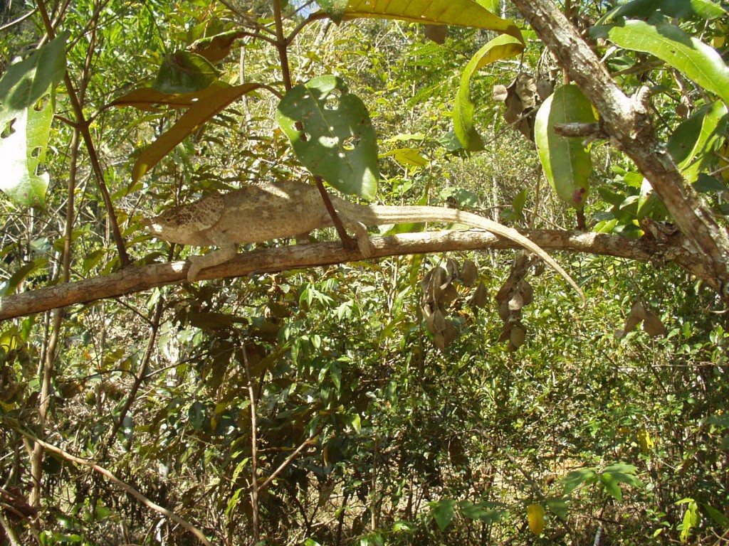 Calumma brevicorne chameleon