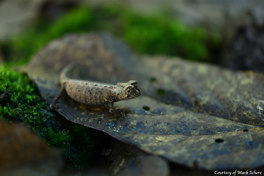 Brookesia chameleon