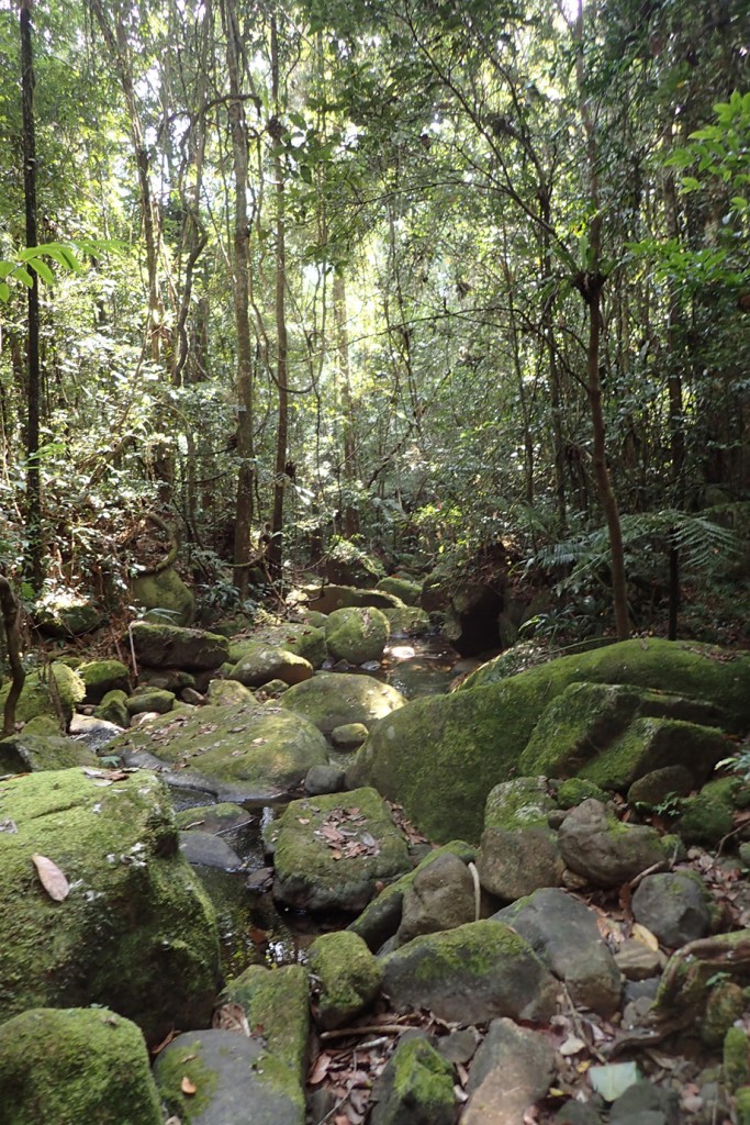 Calumma Chameleon habitat