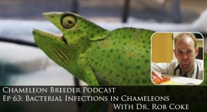 Bacterial infections in chameleons