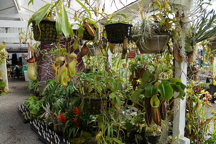 entrance to Greenhouse