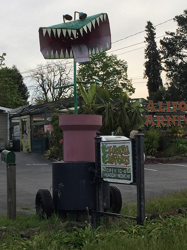 Front Plant for California Carnivores