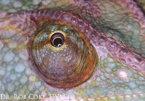 A healthy, recovered Veiled Chameleon eye