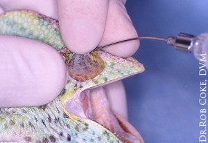A veterinarian giving a veiled chameleon an eye flush