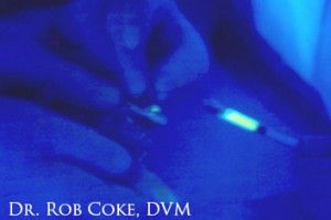 A veterinarian using a black light to see scratches in a chameleon's eye