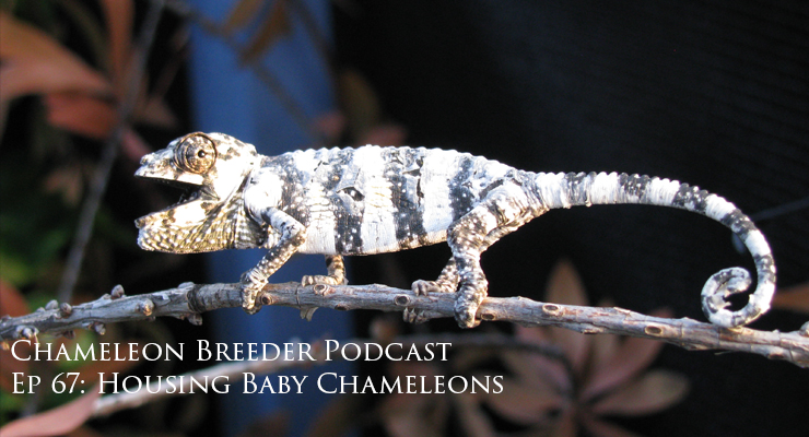 Baby Meller's Chameleon