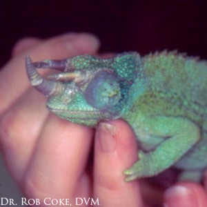 Male Jacksons Chameleon with swollen eyes.