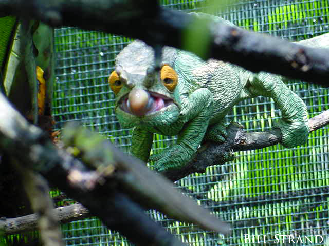 A Parson's Chameleon (Calumma parsonii) hunting a locust