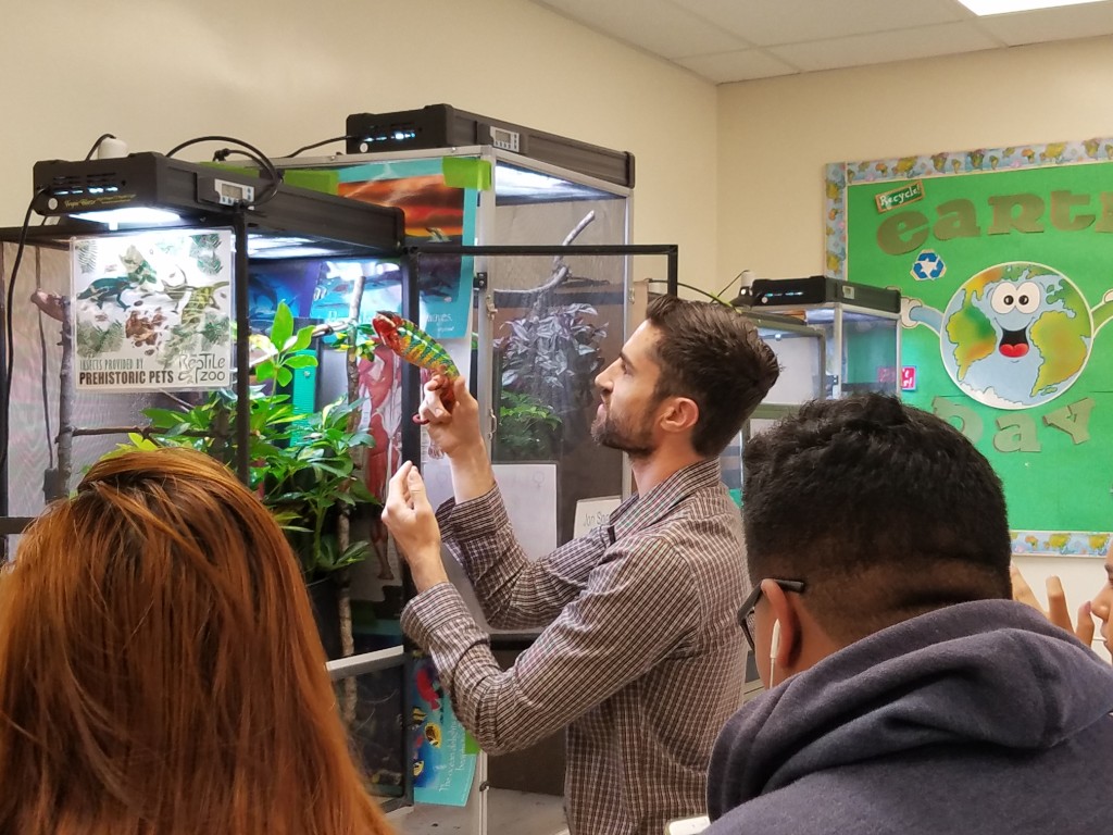 Jason showing off the panther chameleons