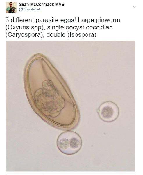 Parasites