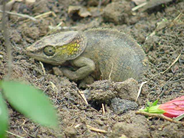 Ep 76: Chameleon Egg Laying Sites with Carl Cattau - Chameleon Breeder