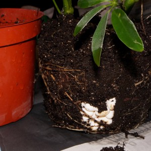 Chameleon eggs in a potted plant