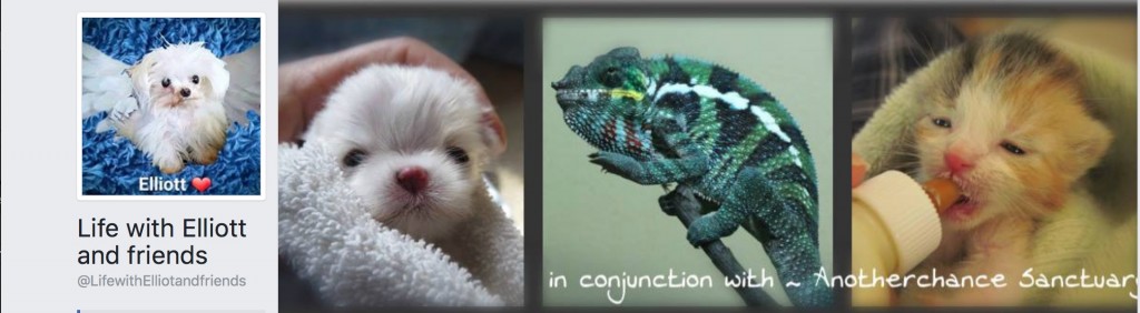 Life with Elliot Chameleon Rescue page