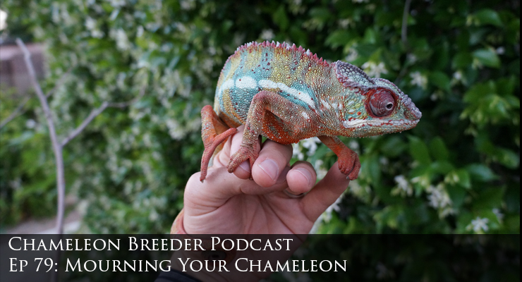 Elderly panther chameleon