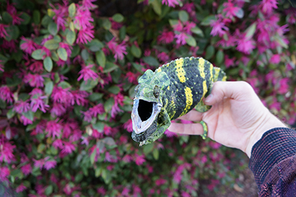 Mellers Chameleon giving warnings