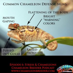 Chameleons and stress podcast episode 6