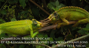 Kenyan xantholophus chameleons fighting