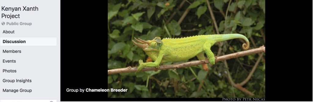 Kenyan xantholophus jackson's chameleon